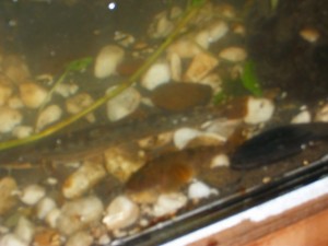 IMGP0109