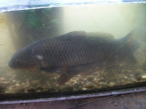 IMGP0267