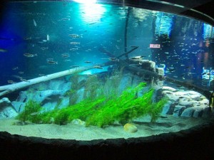 IMG_0071