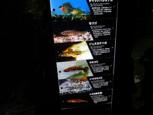 IMG_0072