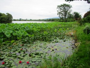IMG_0152