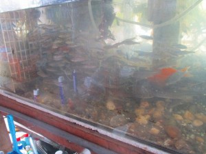 IMG_0819