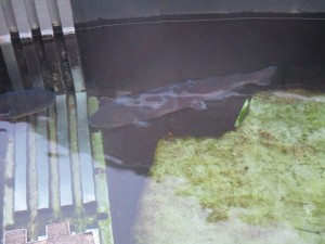 IMG_0847
