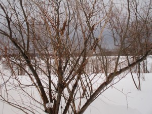 IMG_1452