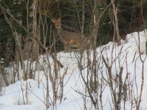 IMG_1459